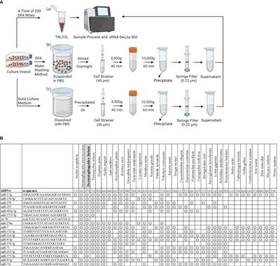 Dermatophagoides farinae microRNAs released to external environments via exosomes regulate inflammation-related gene expression in human bronchial epithelial cells